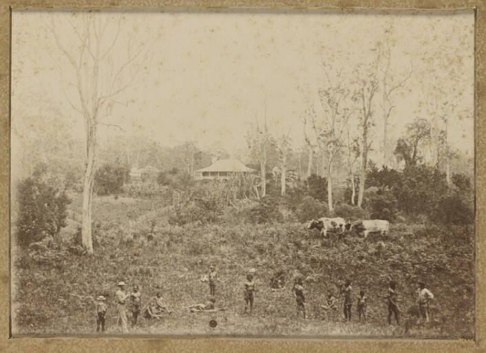 Photography titled 'Scrub Clearing' showing about twelve Aboriginal men talking to a European man and boy. They are standing the foreground while in the background on a hill is a homestead with a deep verandah. In the mid-ground are two large bullocks and signs of ring-barked trees.